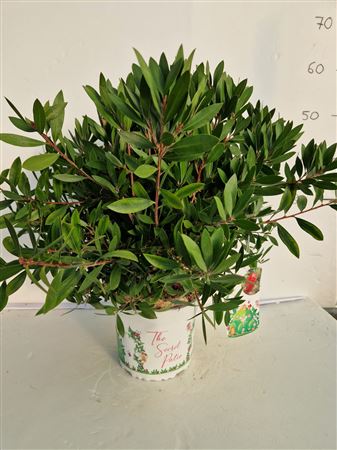 Calistemon citrinus Laevis |  P.19cm -  H.50 cm