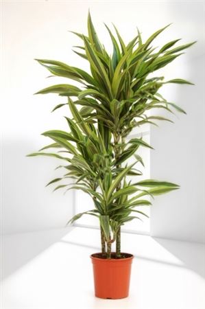 Dracaena lemom lime | 60.30.15 |  P.20cm -  H.90 cm