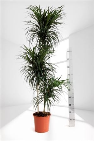Dracaena san luis | 60.30.15 |  P.20cm -  H.90 cm