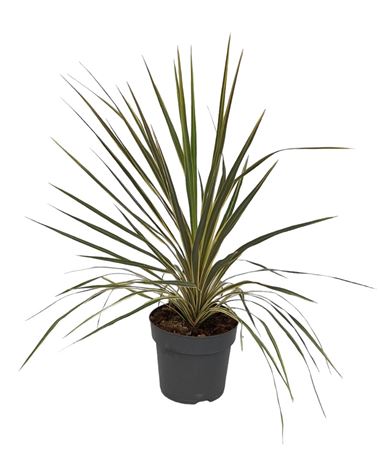 Cordyline div VLC |  P.20cm -  H.70 cm