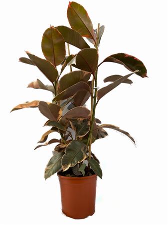 Ficus belize 3PP |  P.20cm -  H.90 cm