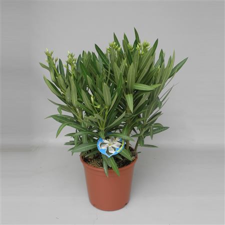 Nerium Oleander Bush 80-100cm |  P.20cm -  H.100 cm