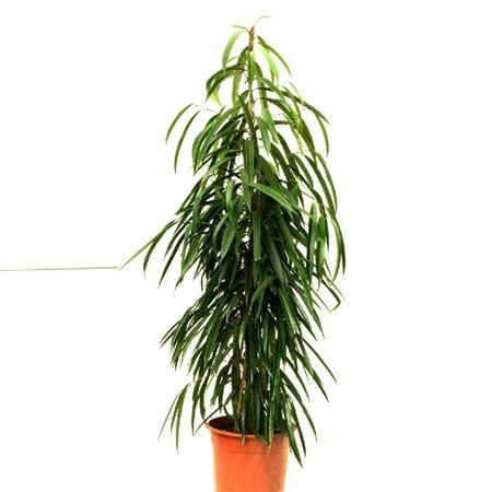 Ficus Binnendijkii Alii 1PP |  P.20cm -  H.120 cm