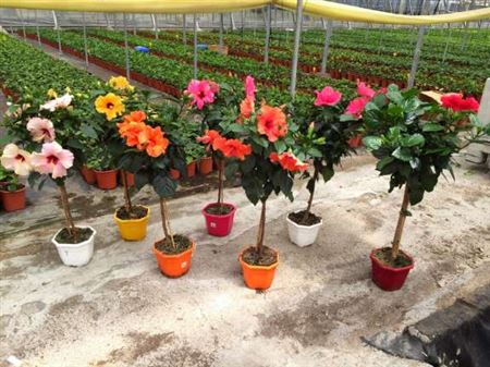 Hibiscus Collection Fantasy |  P.21cm -  H.80 cm