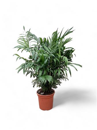Chamaedorea Elegans |  P.21cm -  H.100 cm