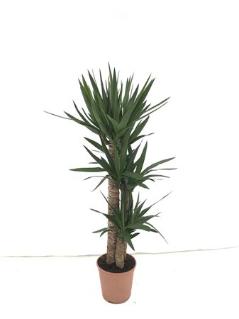 Yucca Elephantipis 90-60-30 |  P.22cm -  H.90 cm
