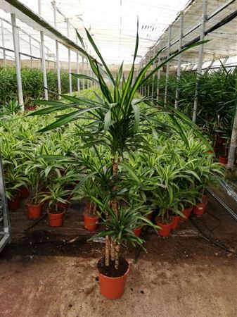 Dracaena san luis | 90.60.30 |  P.22cm -  H.120 cm