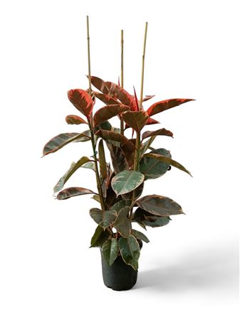 Ficus belize 3PP |  P.22cm -  H.120 cm