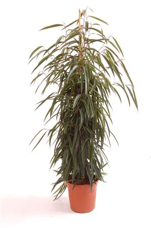 Ficus Binnendijkii Alii 1PP |  P.22cm -  H.150 cm