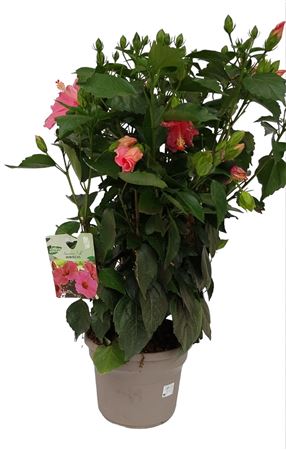 Hibiscus Collection Fantasy |  P.23cm -  H.50 cm