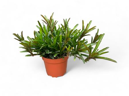 Neoregelia XXL from Spain |  P.25cm -  H.45 cm