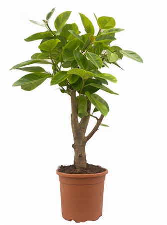 Ficus Binnendijkii Character |  P.25cm -  H.120 cm