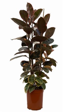 Ficus belize 3PP |  P.25cm -  H.150 cm
