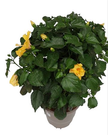 Hibiscus Collection Fantasy |  P.30cm -  H.60 cm