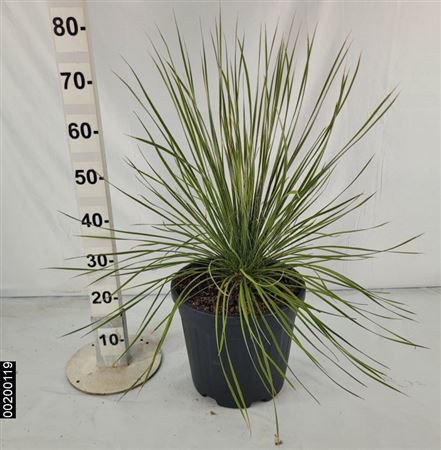 Yucca Elata 15 Ltr |  P.30cm -  H.80 cm