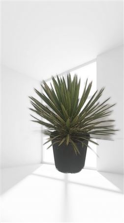 Yucca Filifera 15Ltr |  P.30cm -  H.80 cm