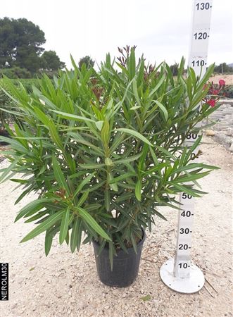 Nerium Oleander Bush 80-100 cm. |  P.30cm -  H.100 cm