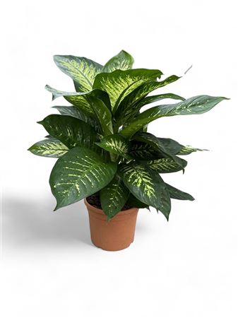 Dieffenbachia Tropic Lemon |  P.30cm -  H.100 cm