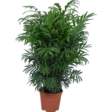 Chamaedorea Elegans |  P.30cm -  H.120 cm