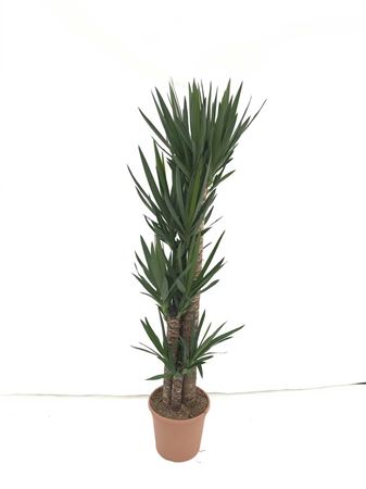Yucca Elephantipis 120-90-60-30 |  P.30cm -  H.120 cm