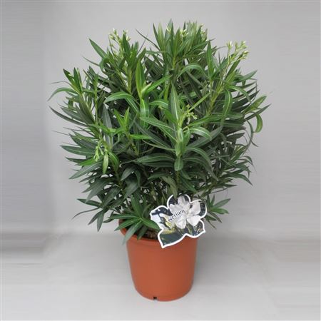 Nerium Oleander Bush 110-120cm |  P.30cm -  H.110 cm