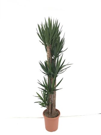 Yucca Elephantipis 150-120-90-60-30 |  P.35cm -  H.200 cm