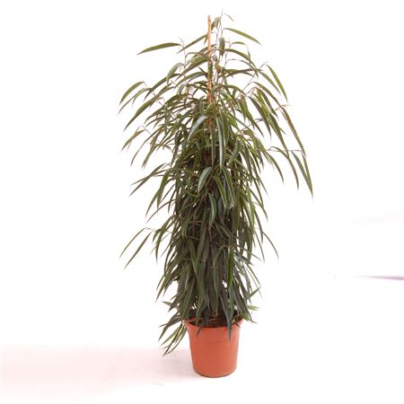 Ficus Binnendijkii Alii 1PP |  P.35cm -  H.210 cm