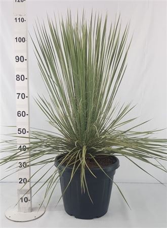 Yucca Elata 30 Ltr |  P.40cm -  H.80 cm