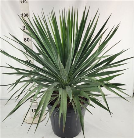 Yucca Gloriosa 30Ltr |  P.40cm -  H.80 cm