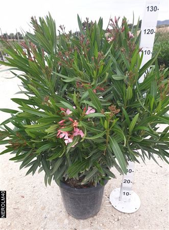Nerium Oleander Bush 100-120 cm. |  P.40cm -  H.120 cm