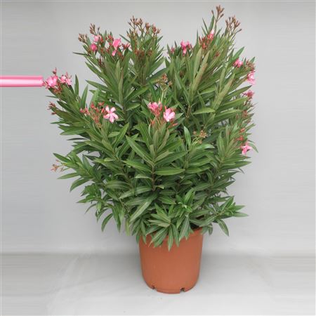 Nerium Oleander Bush 125-140cm |  P.40cm -  H.140 cm