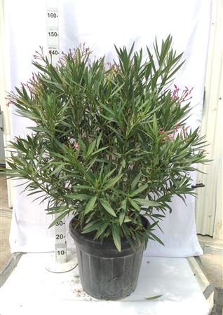 Nerium Oleander Bush 120-140 cm V |  P.46cm -  H.140 cm