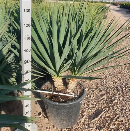 Yucca Gloriosa 70Ltr |  P.50cm -  H.150 cm