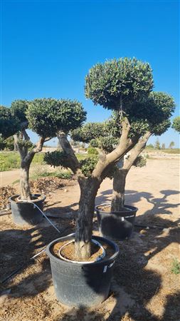Olea Europea Arb. Plato 230l 220/240 |  P.80cm H.240 cm