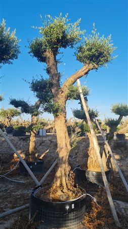 Olea Europea Alto Malla 0 250 |  P.100cm H.250 cm