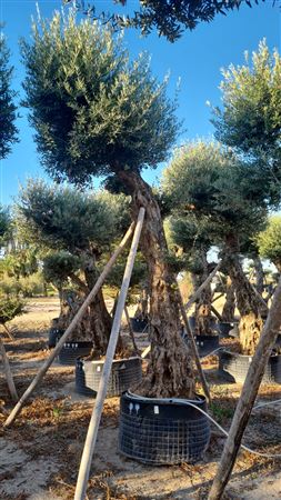 Olea Europea Alto Malla 00 350 |  P.100cm H.250 cm
