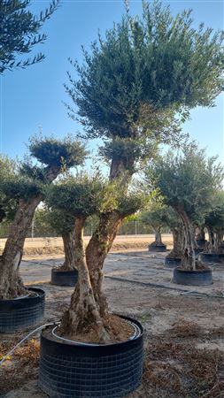 Olea Europea Alto Malla 400 |  P.100cm H.400 cm