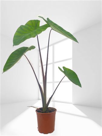 Colocasia Black Magic |  P.20cm -  H.90 cm