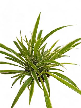 Chlorophytum princess mabel Hang | Colgar |  P.15cm -  H.40 cm