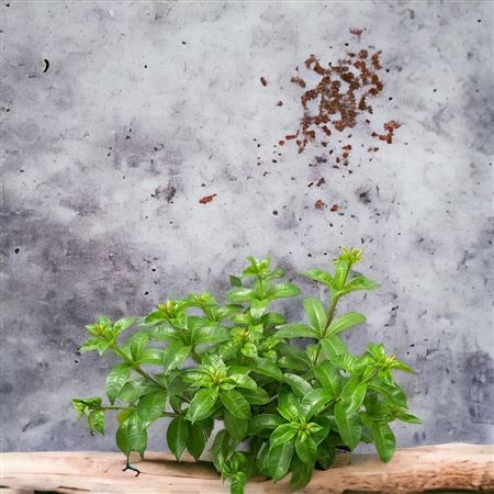 Allamanda Yellow Bush |  P.19cm -  H.45 cm