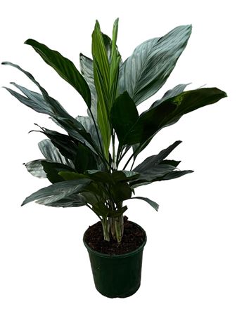 Chamaedorea Metalica |  P.17cm -  H.60 cm