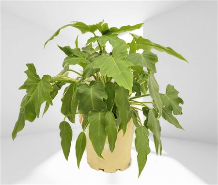 Philodendron Xanadu Mike |  P.17cm -  H.80 cm