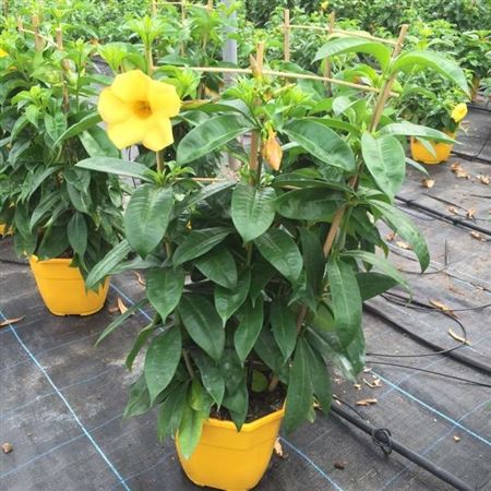 Allamanda Yellow Rekje / Spalier |  P.19cm -  H.60 cm