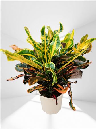 Codiaeum Mamey Group | Grupo |  P.20cm -  H.70 cm