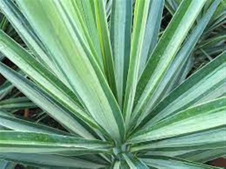 Yucca Elephantipes Elmila |  P.20cm -  H.60 cm