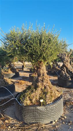 Olea Europea Lechin Malla F 240/260 |  P.NETcm H.240 cm