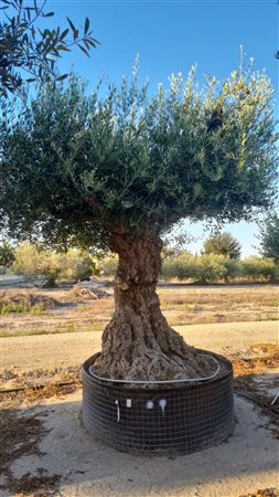 Olea Europea Lechin Malla G 240/260 |  P.NETcm H.240 cm