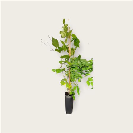 Rubus ideaus - 7ltr Cone Framboos |  P.17cm -  H.120 cm