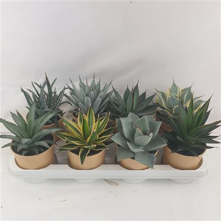 Agave mix 10.5cm |  P.10cm -  H.30 cm