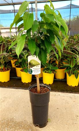 Guanabana - 7ltr Cone |  P.17cm -  H.120 cm